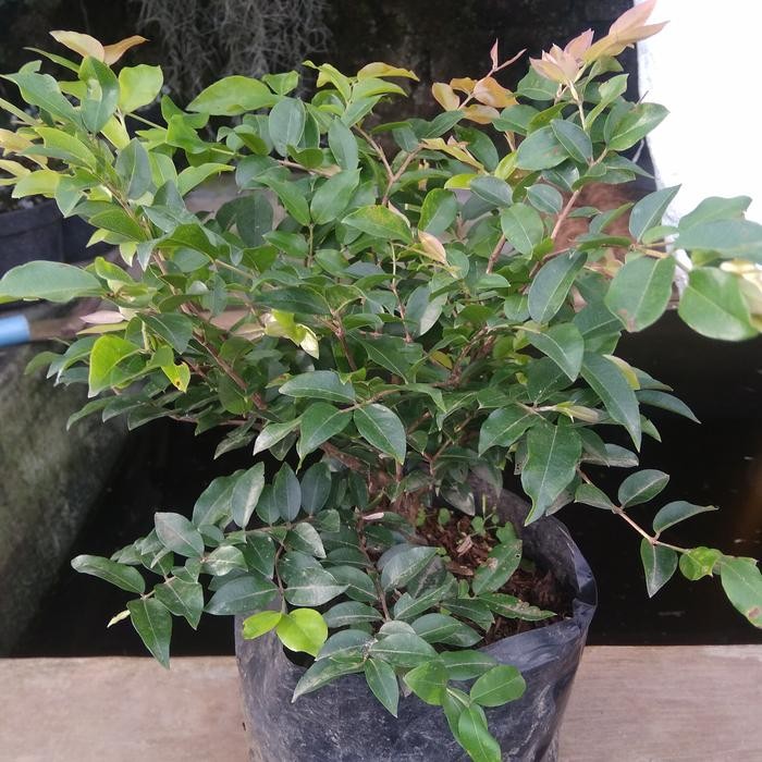 [ tanaman anggur brazil.kupa landak ]