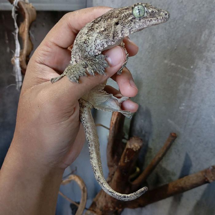 Gehyra marginata/halmahera giant gecko/tokek lecet