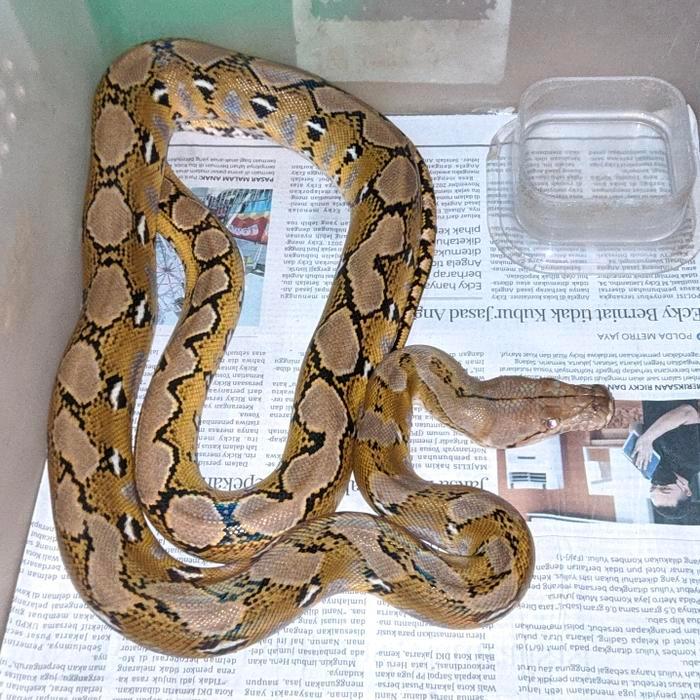 Ready Terlaris Reticulatus Python/Sanca Platinum Murah Promo Murah