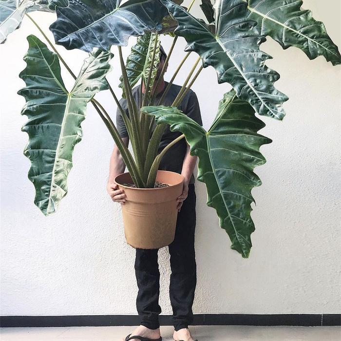 Tanaman Hias Hidup Pohon Alocasia Sanderiana - Alocasia Sanderiana