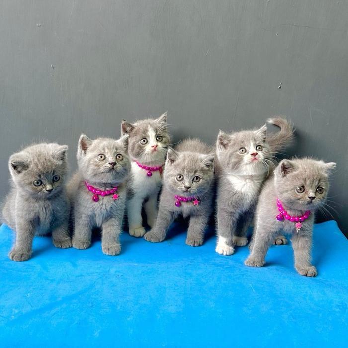 British shorthair kitten bsh Scottish Munchkin