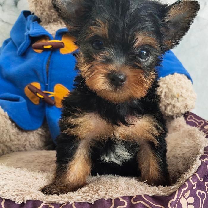 yorkshire terier Anakan anjing Yorki
