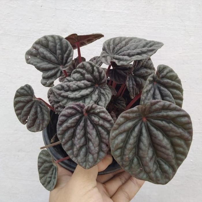 

tanaman hias peperomia caperata+pot tawon putih