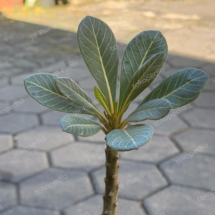 NEW Adenium socotranum besar2