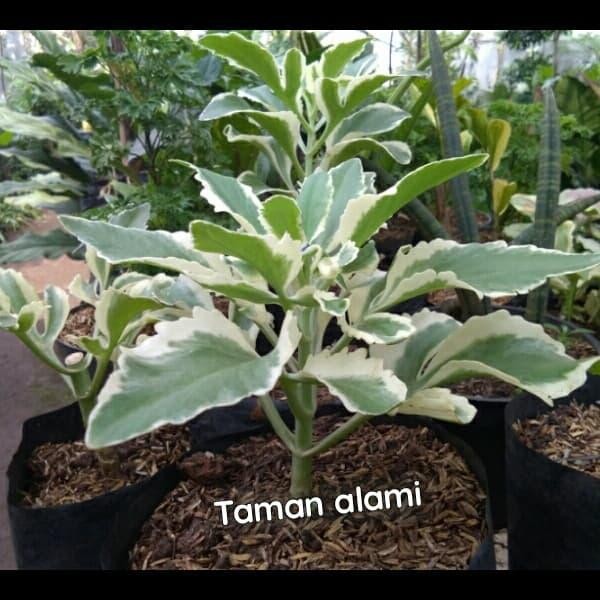 tanaman hias cocor bebek varigata - pohon cocor bebek varigata