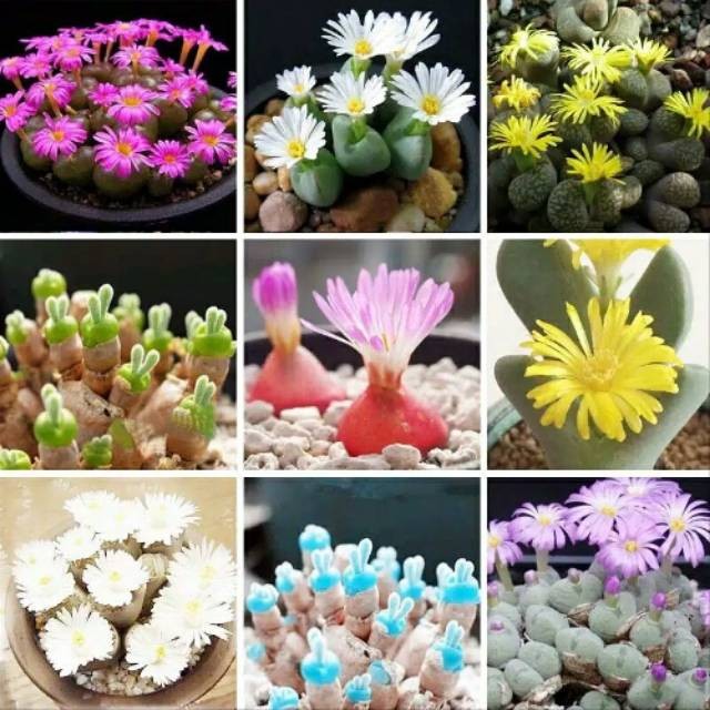 Terlaris - 5 Bibit Benih Kaktus Mix