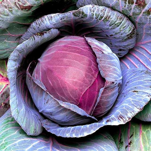 Flash Sale - 50 Bibit Benih Kubis Merah