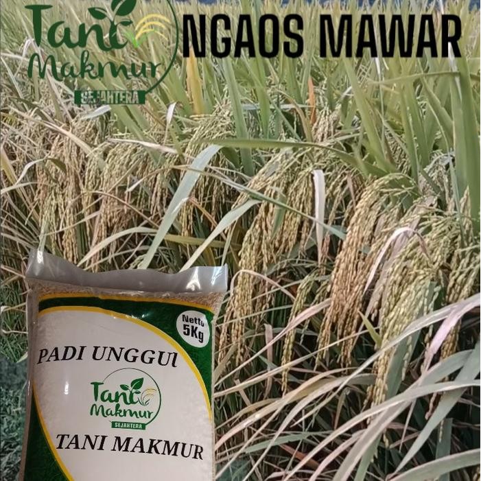 BENIH PADI NGAOS MAWAR 5KG Tanaman