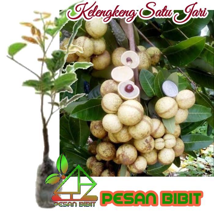 BIBIT KELENGKENG SATU JARI