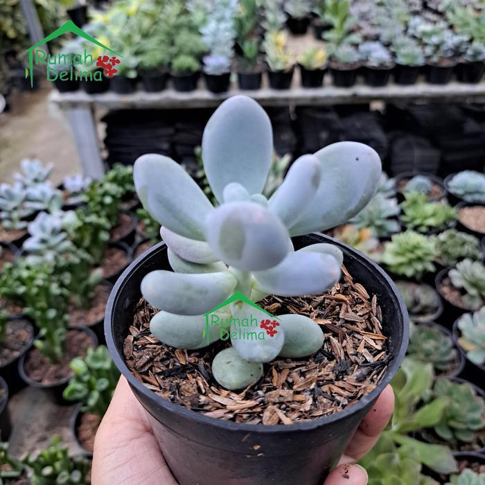 Kaktus Sukulen Moonstone