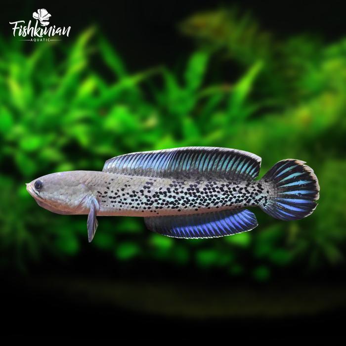 Ikan Channa Stewarti Grade A Terlaris