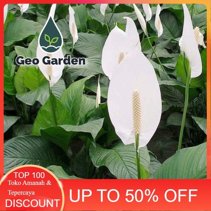 tanaman hias sepatu filum - bunga sepatu filum peace lily