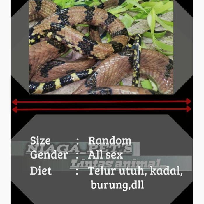 TERMURAHH ular boiga cynodon