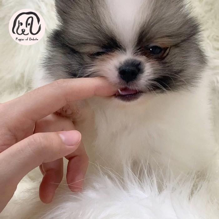 anakan anjing mini pom betina party color