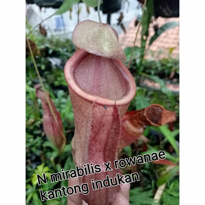 

mirabilis x rowananae/nepenthes/kantong semar/tanaman karnivora
