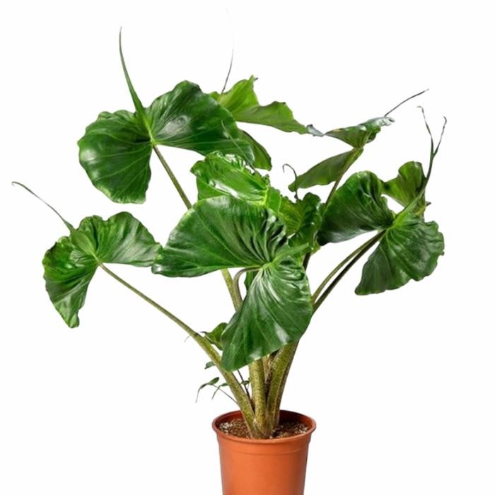 STOK TERBATAS alocasia stingray