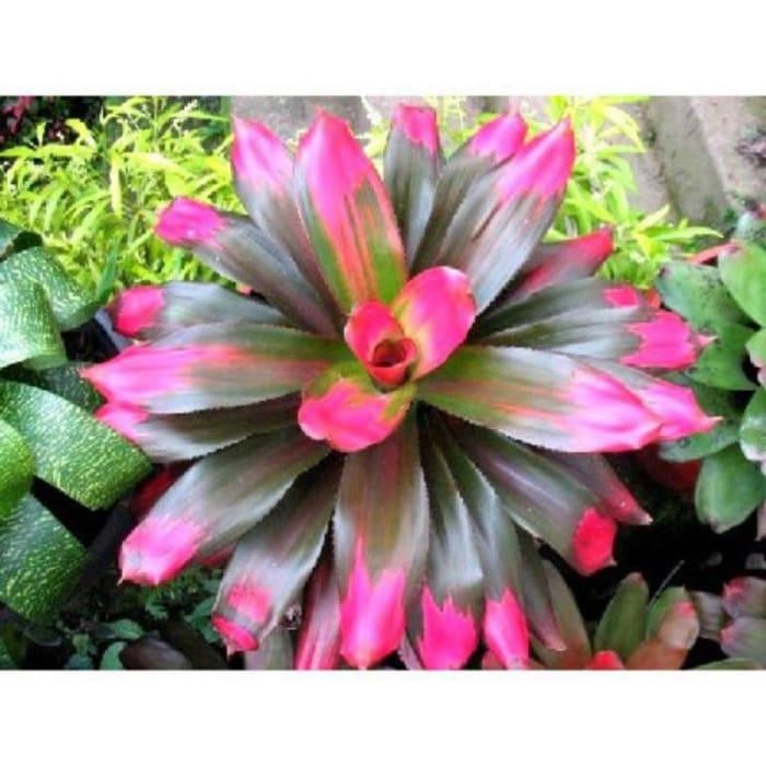 TERUJI Tanaman hias bromelia giant lipstik radkde 7977qn