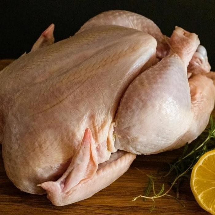 

Pilihan- Ayam Karkas Parent Ayam Potong Negeri Murah Banget Berat 4 Kg Hidup