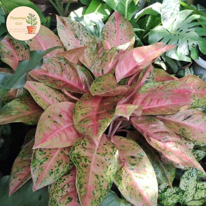 Aglonema rimbun aglonema big Roy lulaiwan only 1 pot putih 50cm