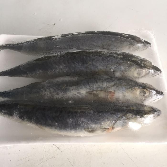 

Pilihan- Ikan Makarel