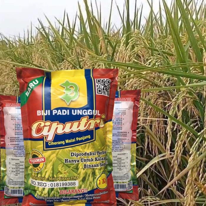 Biji Padi Ciputri Kualitas Super