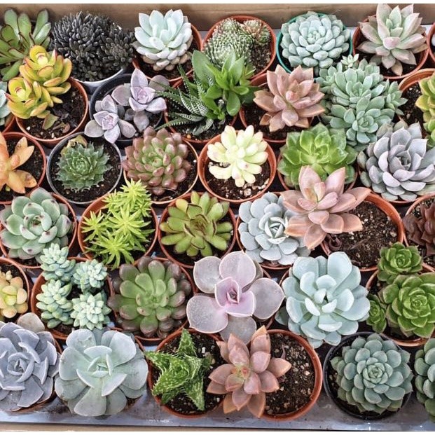 Terlaris - 5 Bibit Benih Kaktus Mix