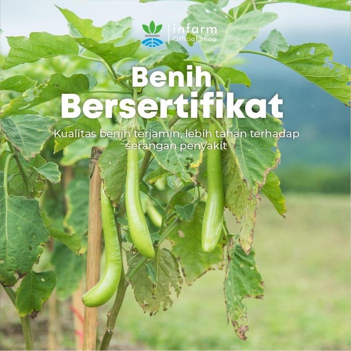 ID INFARM - BENIH BIBIT SAYUR TERONG BENIH JOBRINJAL BIBIT BENIH UNGGUL F1 BENIH BIBIT SAYUR SAYURAN