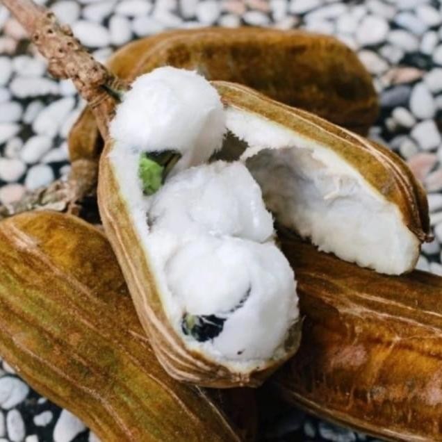 Stok Baru Bibit tanaman pohon buah salju cangkokan