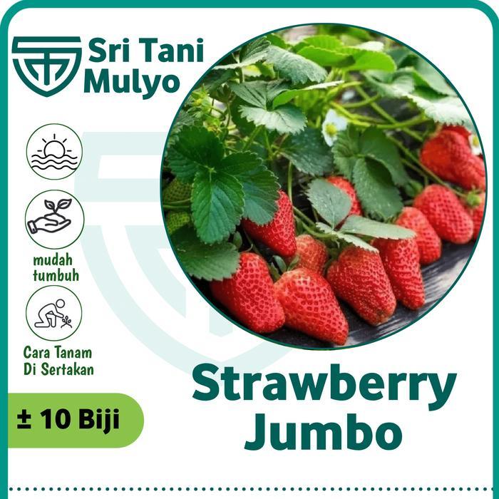 BIBIT F1 10 BIJI - BENIH STRAWBERRY MERAH UNGGULAN