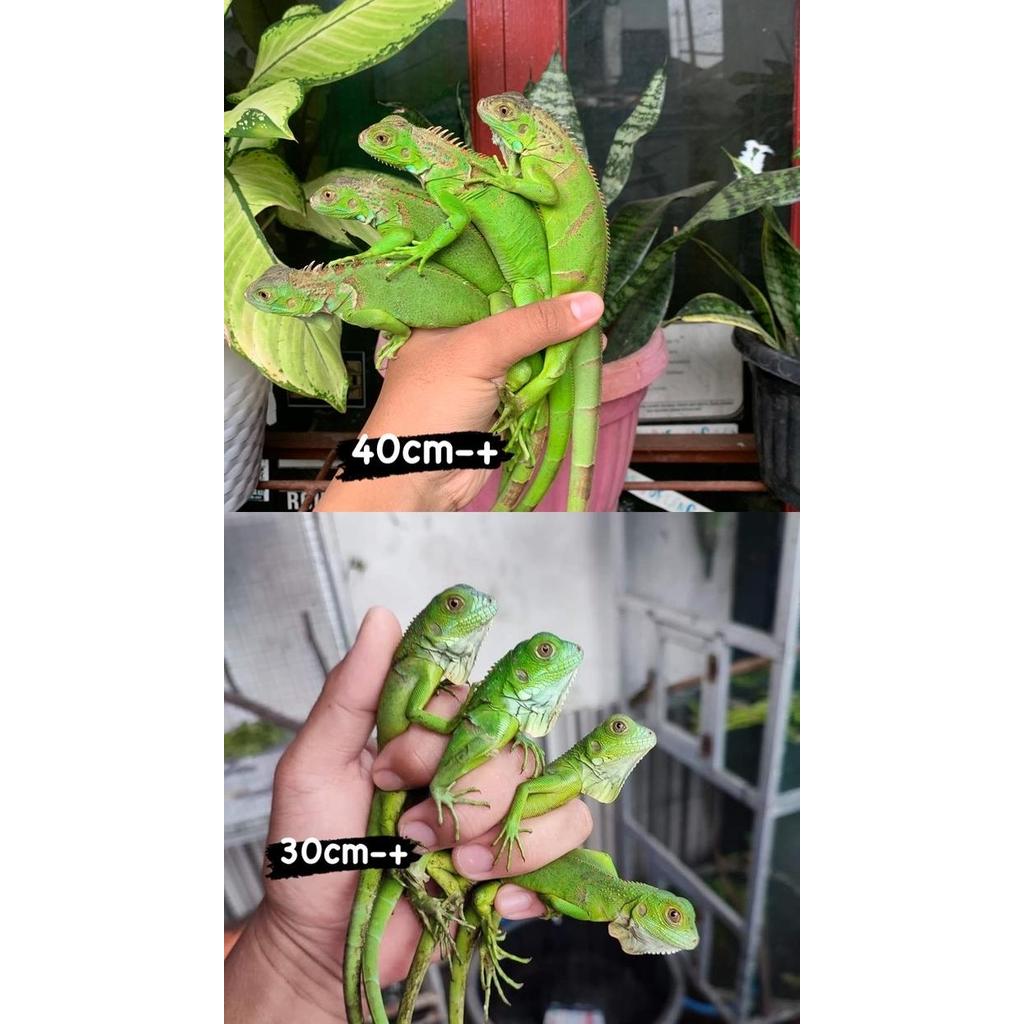 Reptil - Baby green iguana columbia