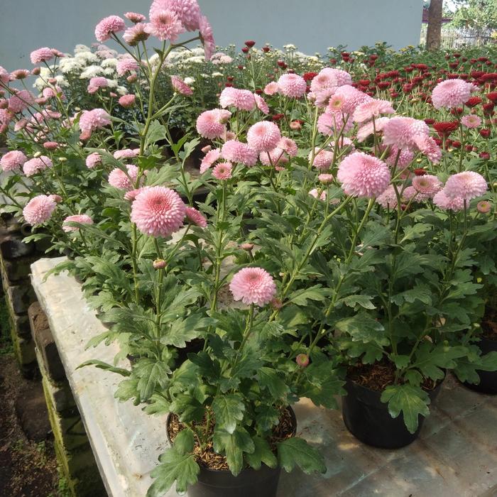 krisan aster pompom pink tanaman hidup berakar