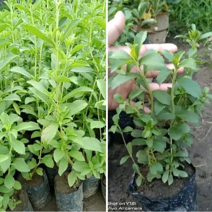 Benih bibit Daun Stevia - Tanaman Pengganti Gula Alami