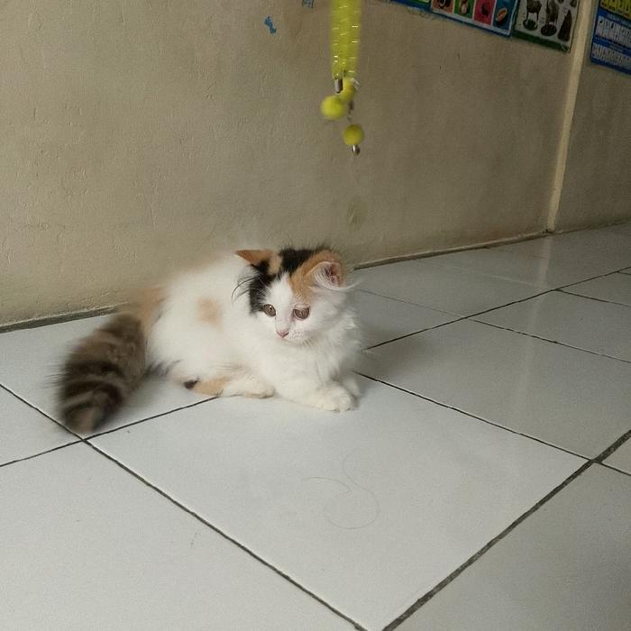 kucing Munchkin longhair betina Calico/kucing kaki pendek/kucing cebol