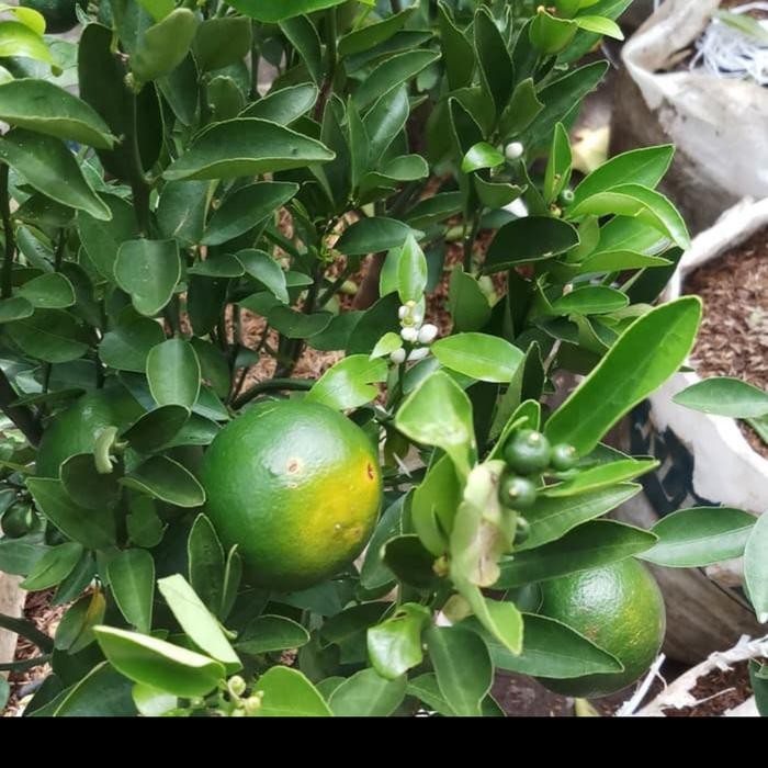 

Tanaman buah jeruk chokun madu kondisi sudah berbuah