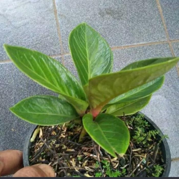 Jlterang Tanaman Hias Anturium Jemani Mangkok - Jemani Cobra Mangkok