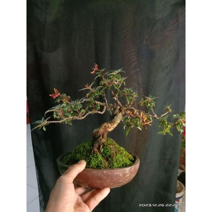 KOMPLIT bonsai pusaka daun micro gatwdi 9646ob