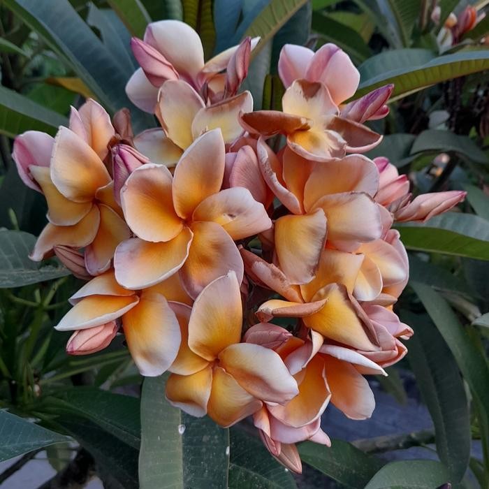 BERKUALITAS plumeria kamboja bali