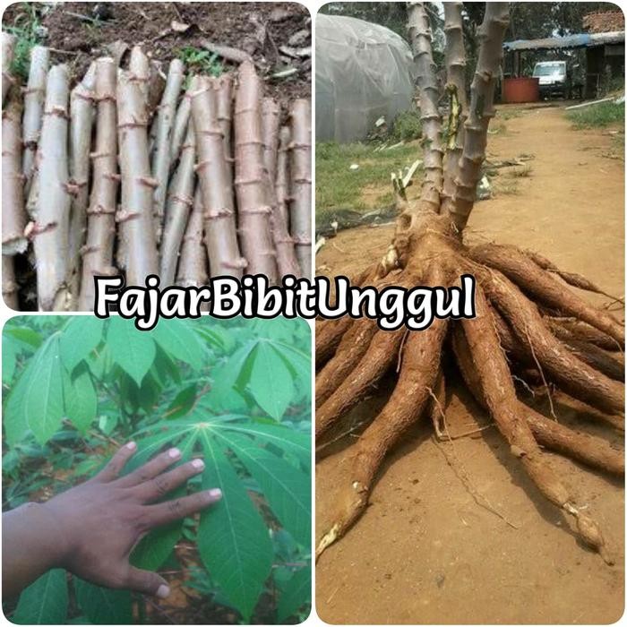 HEMAT Bibit Benih singkong manggu super 1kg