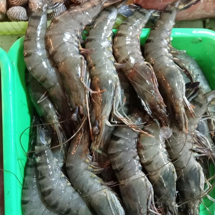 

Pilihan- Udang Windu Item Besar Segar Sakali Kak Per 500Gr Kak