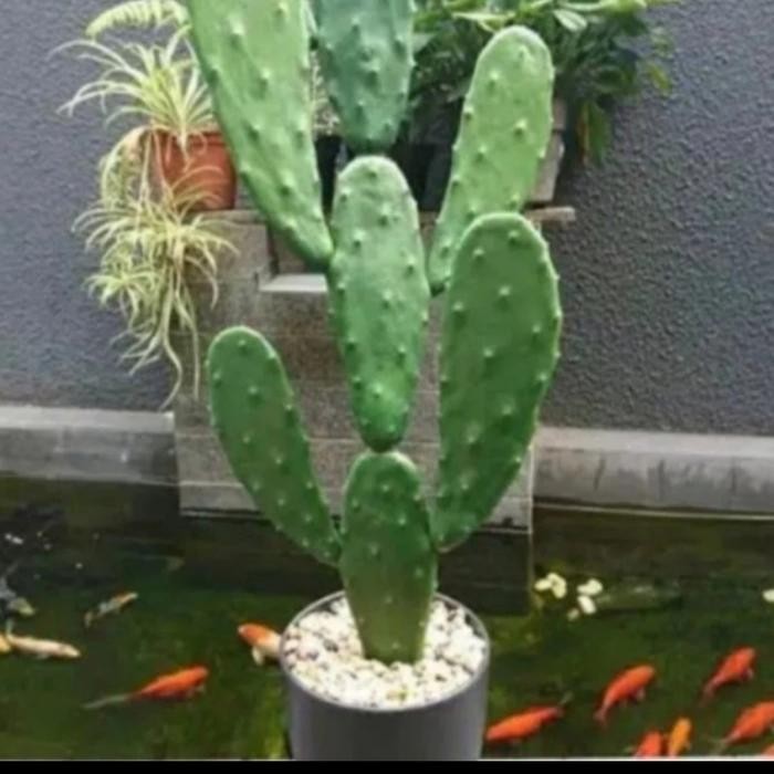 Tanaman Kaktus Centong Besar