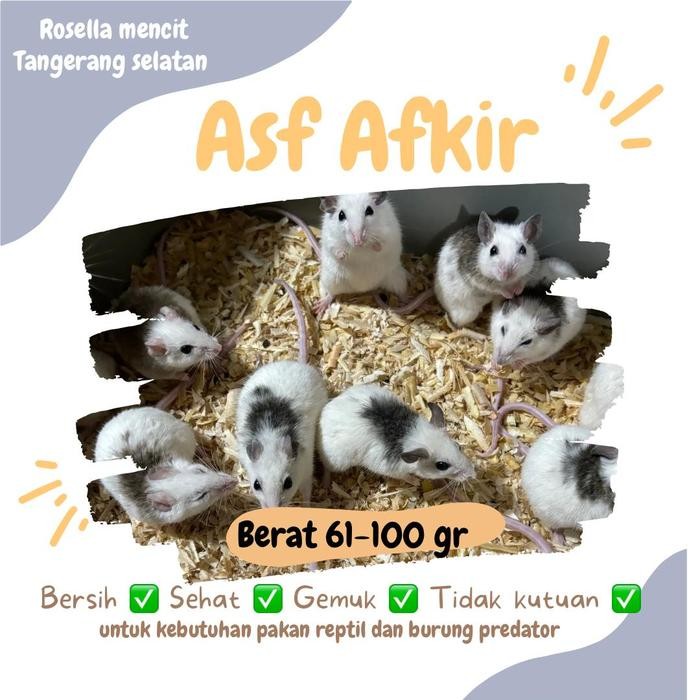 Pilihan- African Soft Fur Afkir