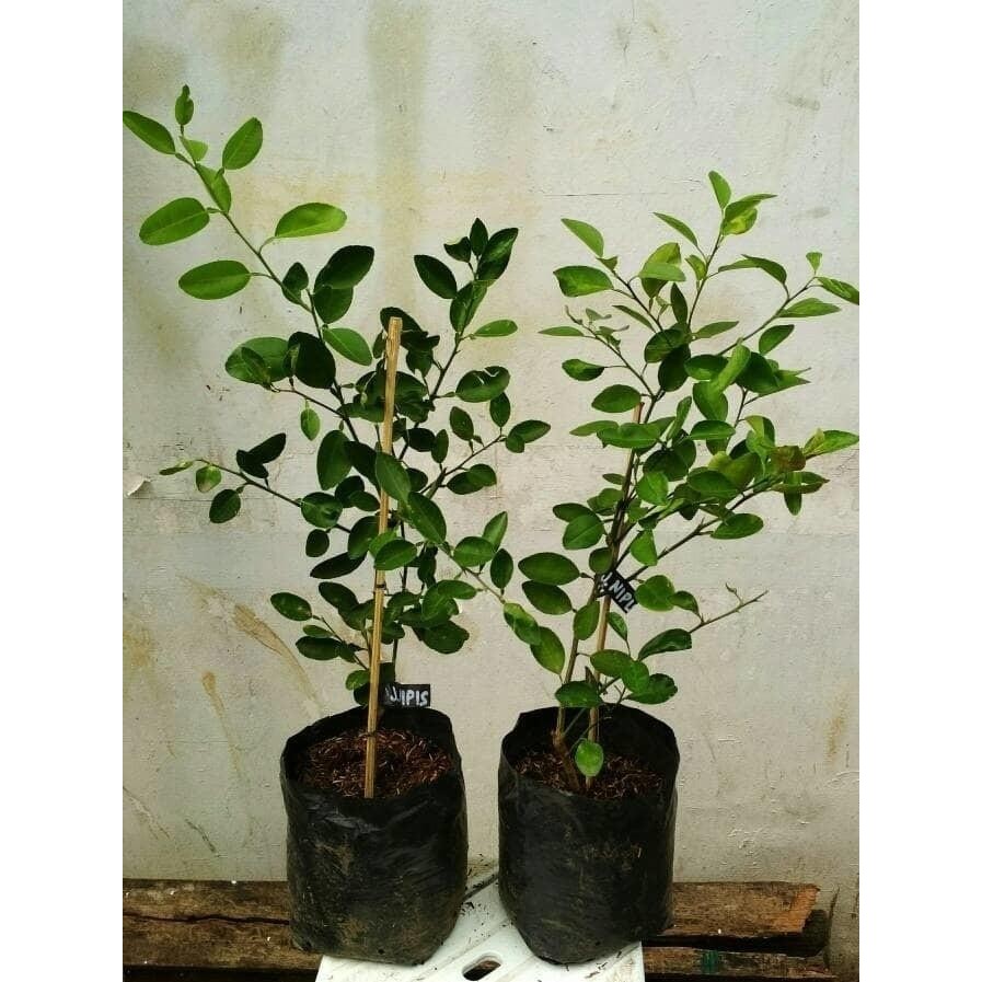 Bibit Jeruk Nipis/Pohon Jeruk Nipis