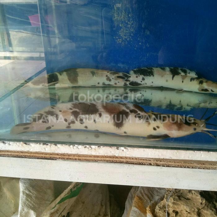 lele sapi hias