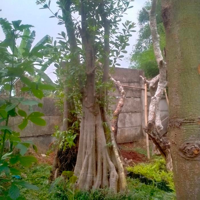 pohon pule air/pohon fosil pule air