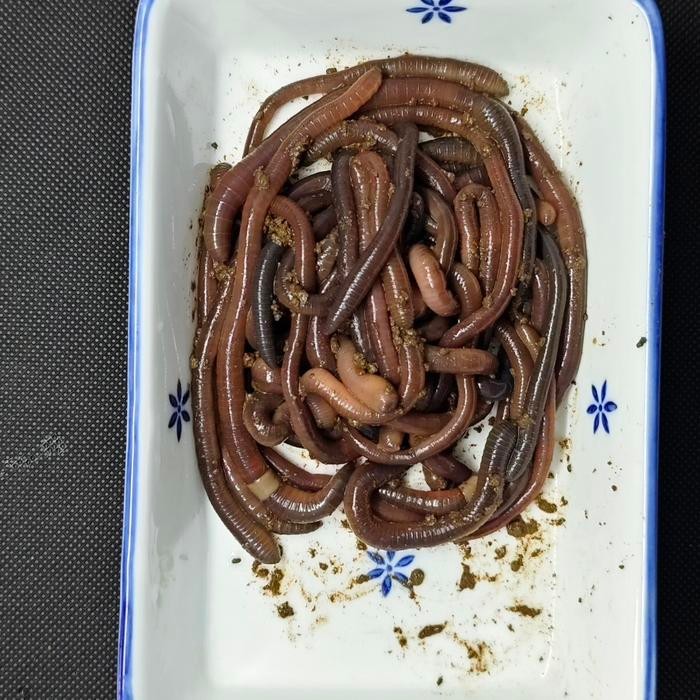 Soungyilang Fishing - Cacing Kalung Kebo 500Gr Jitu Super