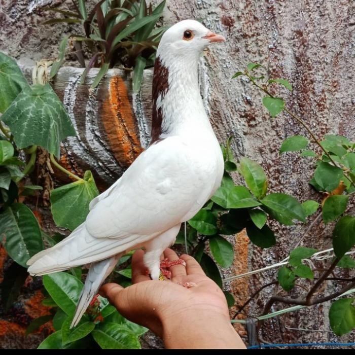 t00e- Burung Merpati / Dara Jantan Size Indukan Free Jagung