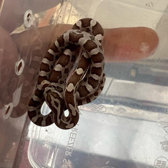 Corn snake normal baby. Sehat makan lancar.