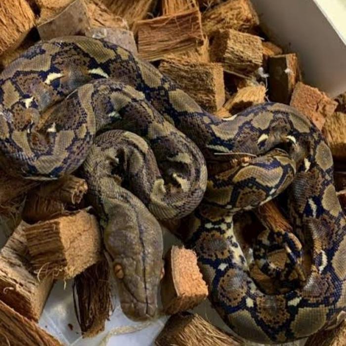 reticulatus normal CH indonesia