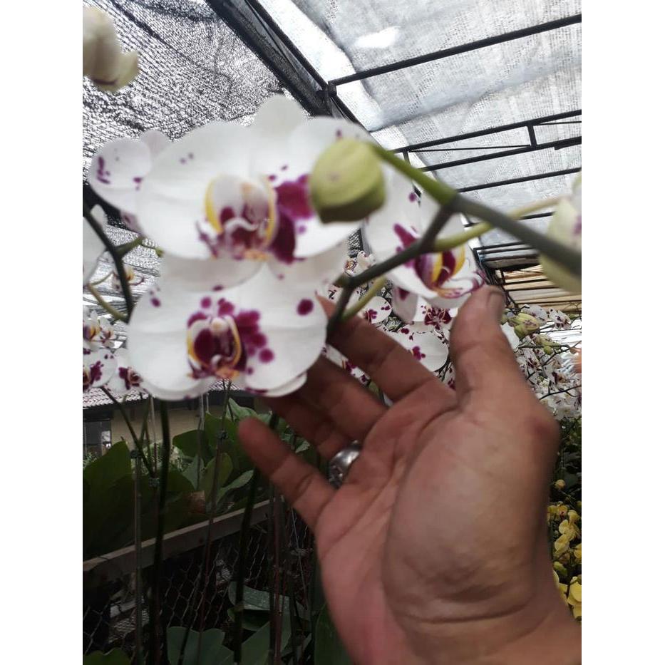 Anggrek Bulan Bunga Besar warna Putih Lidah dan totol merah