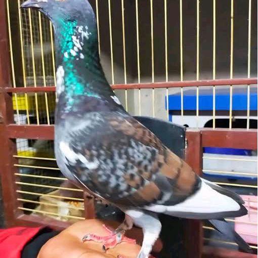 Jayus - Burung Dara/Merpati Tinggian Jantan